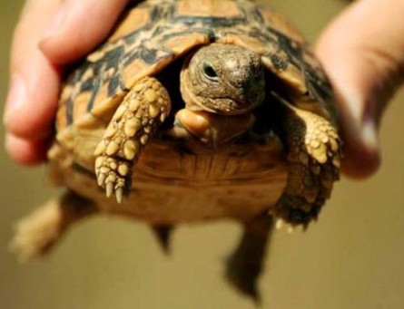 Обустройство террариума для сухопутной черепахи своими руками