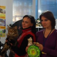 Выставка кошек в Луганске