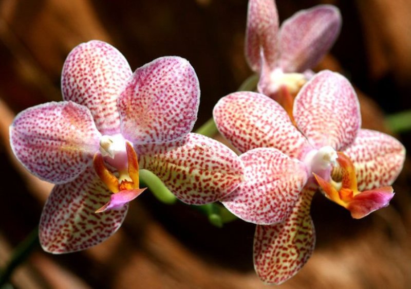 орхидея2