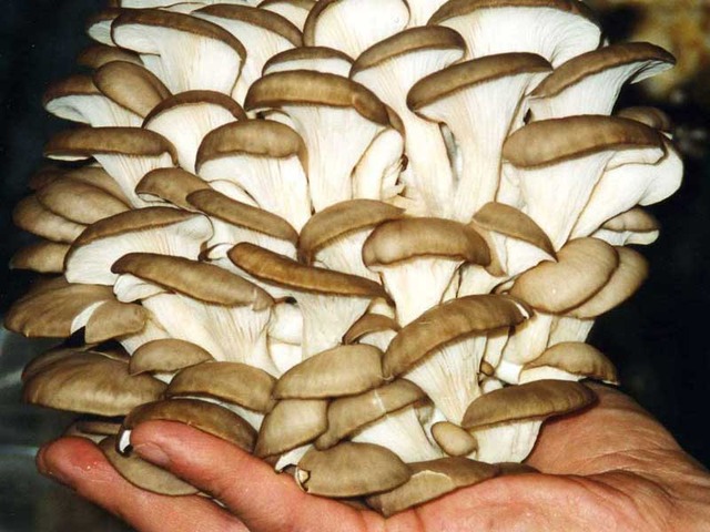 Условие выращивания грибов в теплице