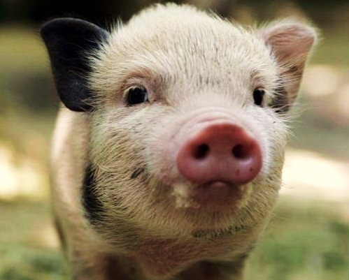 Болезни свиней, чем болеют свиньи, чума свиней